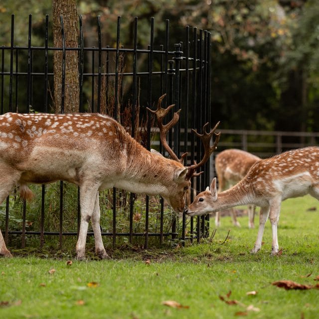 Park Merwestein - Dordrecht