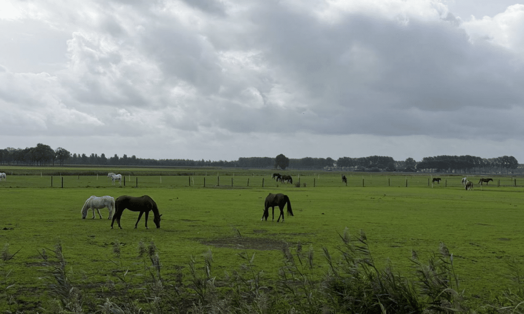 griendheuvel dordrecht