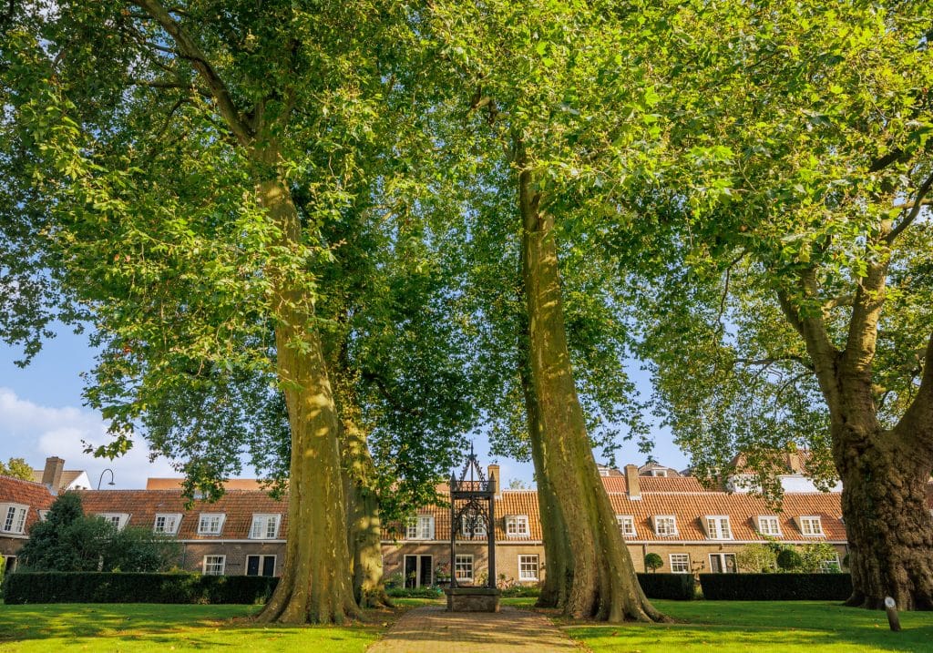 Arend Maartenshof monumentale bomen bomenridders wandeling Open Monumentendagen Dordrecht Bram Vreugdenhil