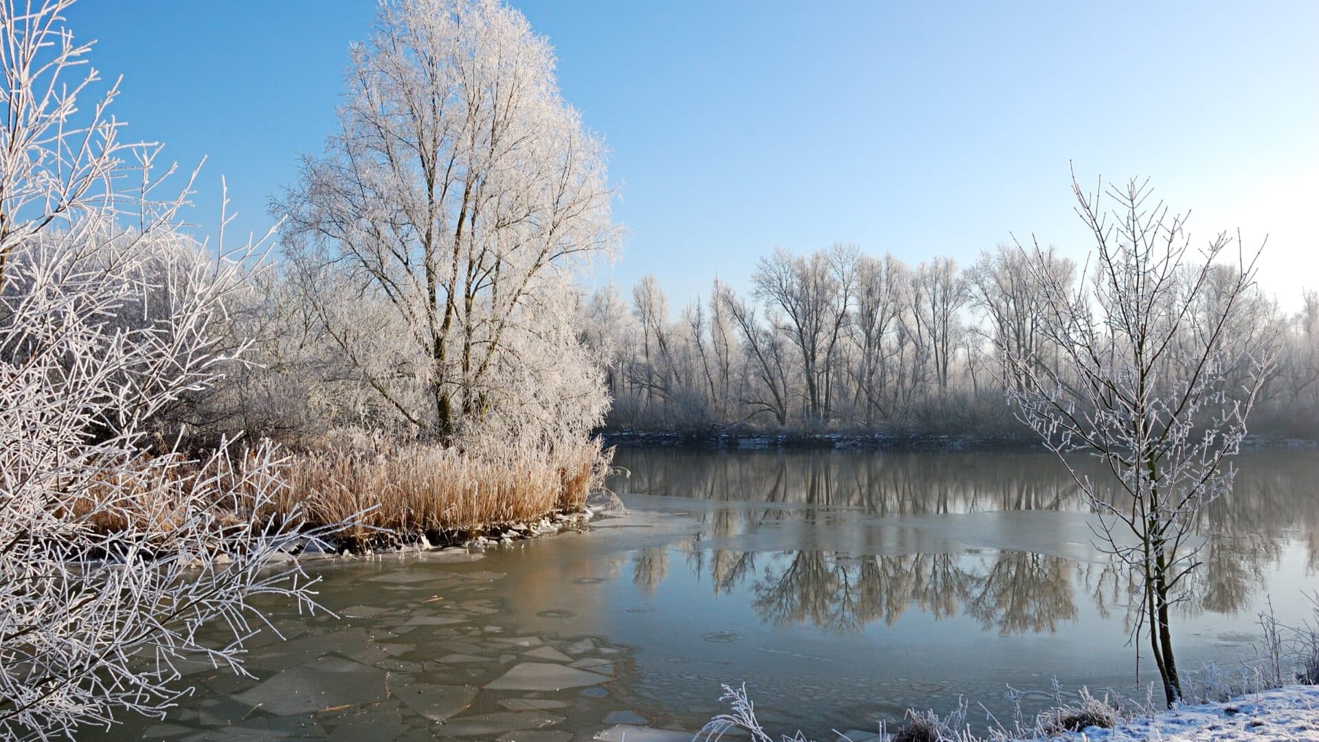 Biesboschcentrum - Wintervogels in de Ruigten