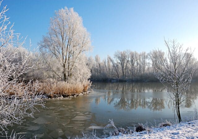 Biesboschcentrum - Wintervogels in de Ruigten