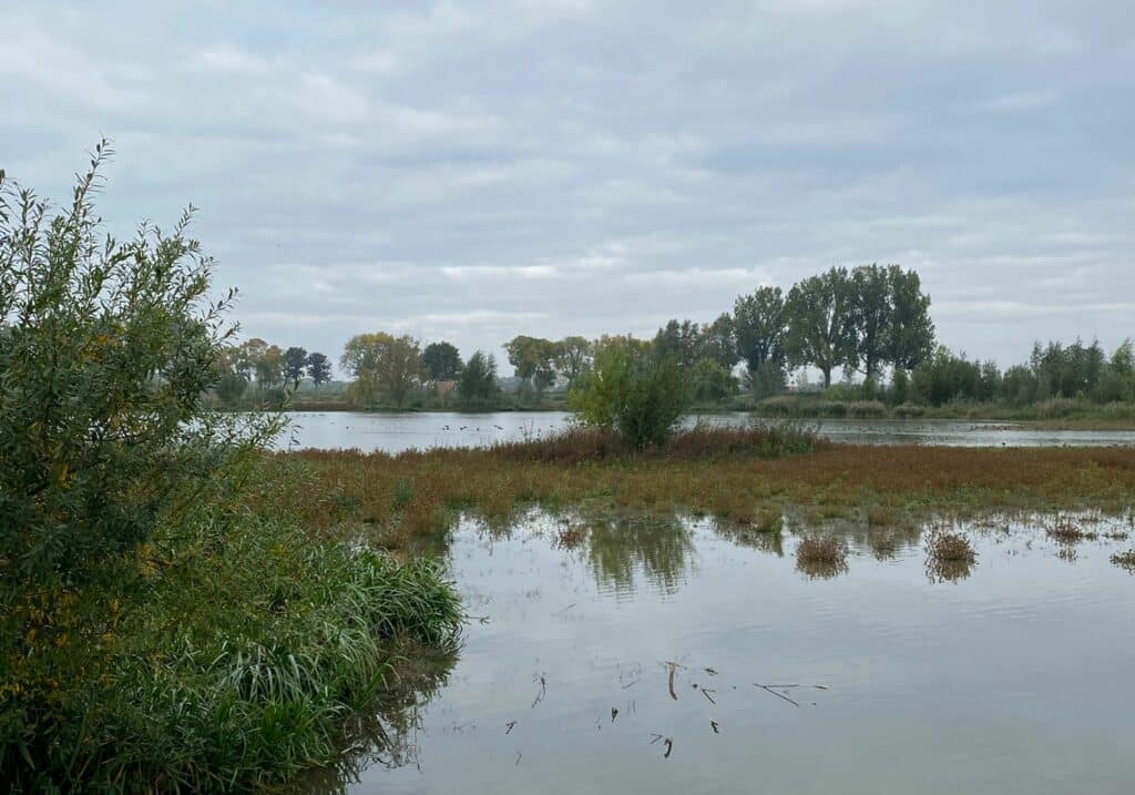 Dordtse Biesbosch