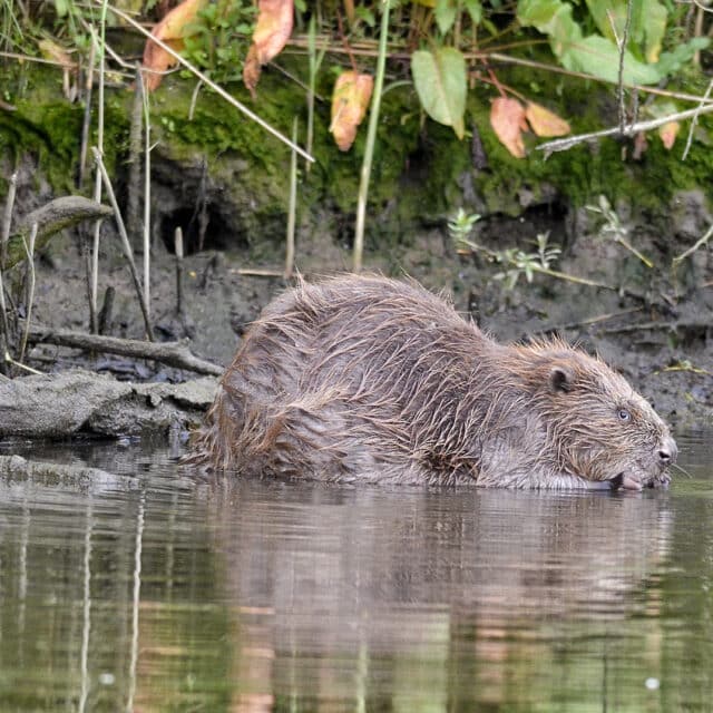 Nationaal Park de Biesbosch bever natuur water Dordrecht (2)