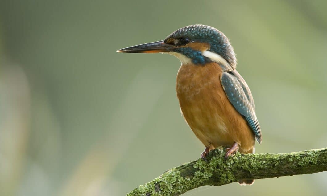 Nationaal Park de Biesbosch vogel avontuur natuur Dordrecht