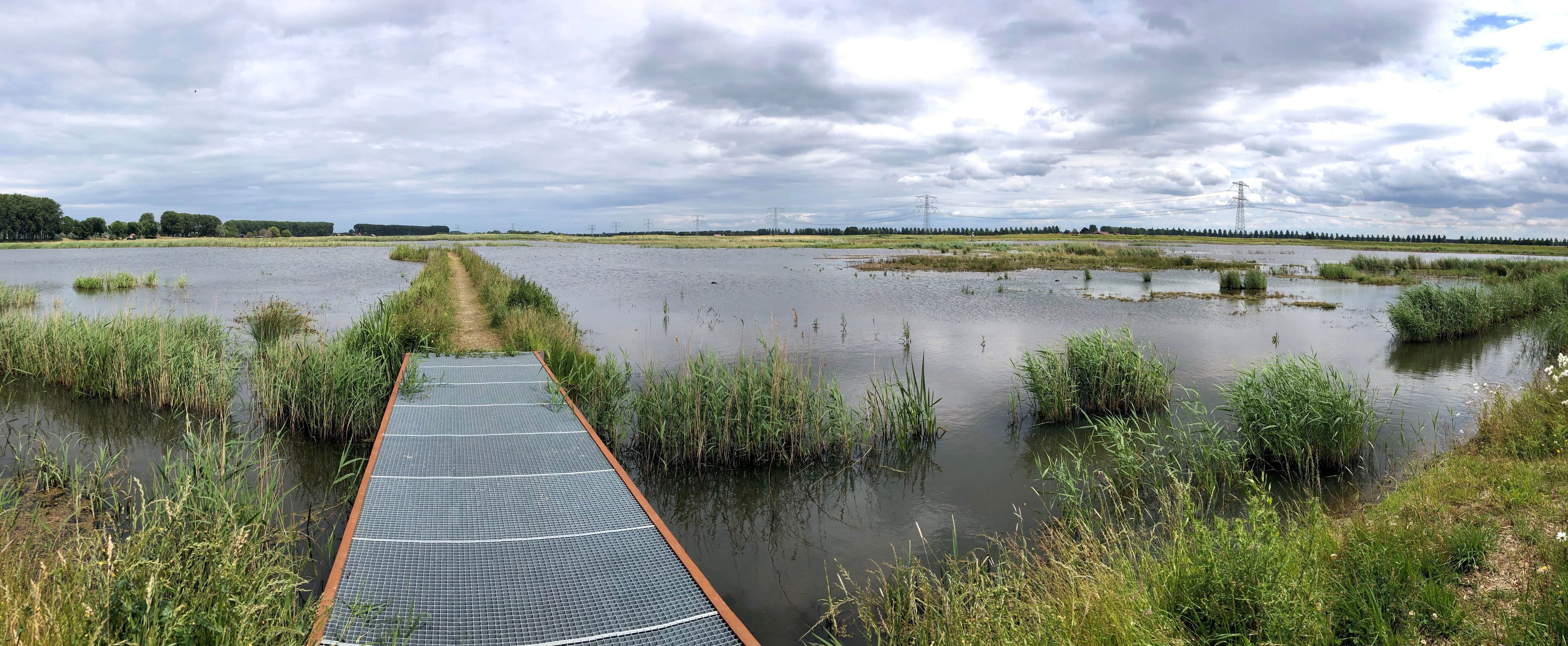 Nieuwe Dordtse Biesbosch natuur Dordrecht (1)