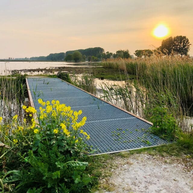 Nieuwe Dordtse Biesbosch natuur Dordrecht (2)