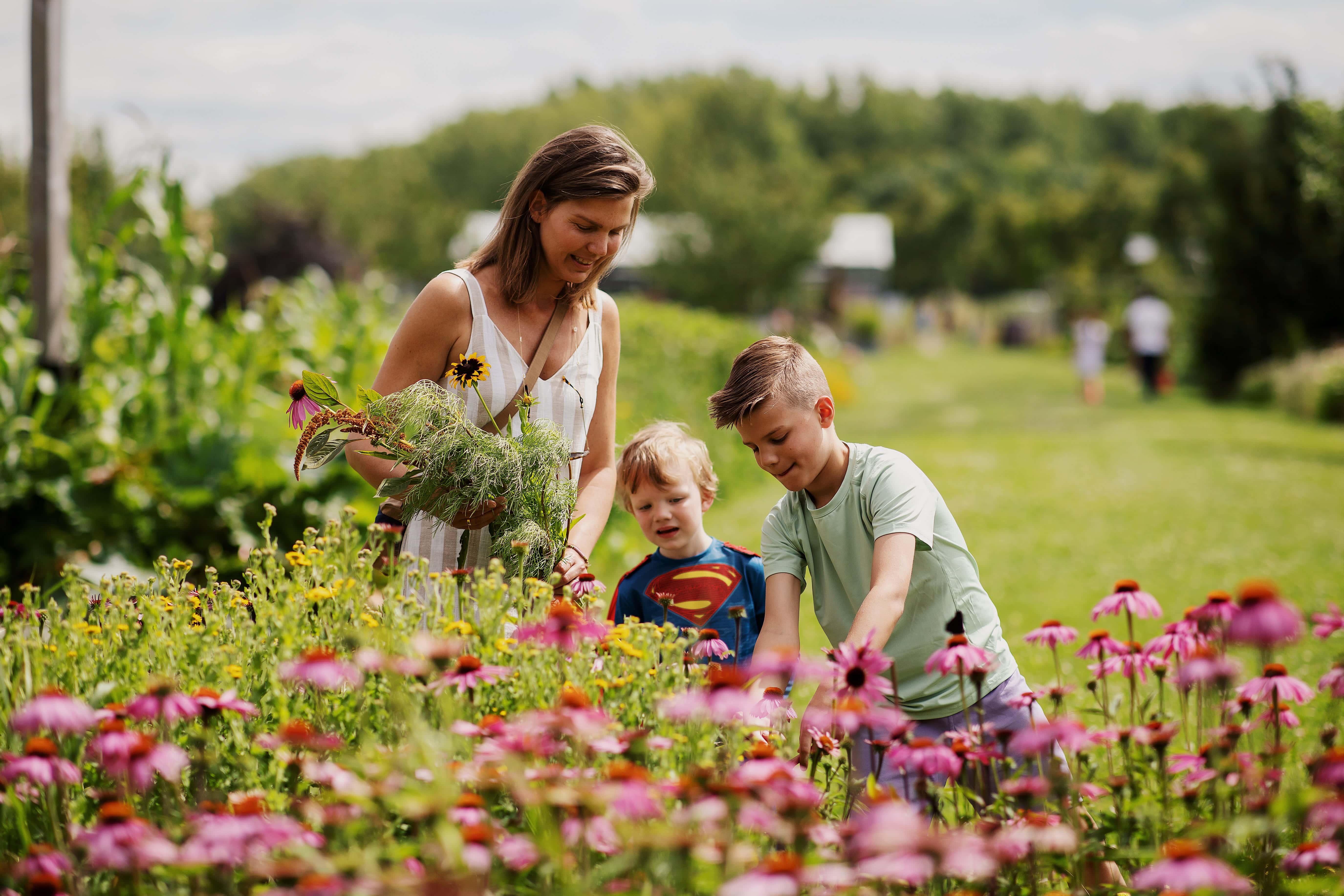Oogstpark pluktuin Nieuwe Dordtse Biesbosch activiteiten natuur zomer Dordrecht (1)