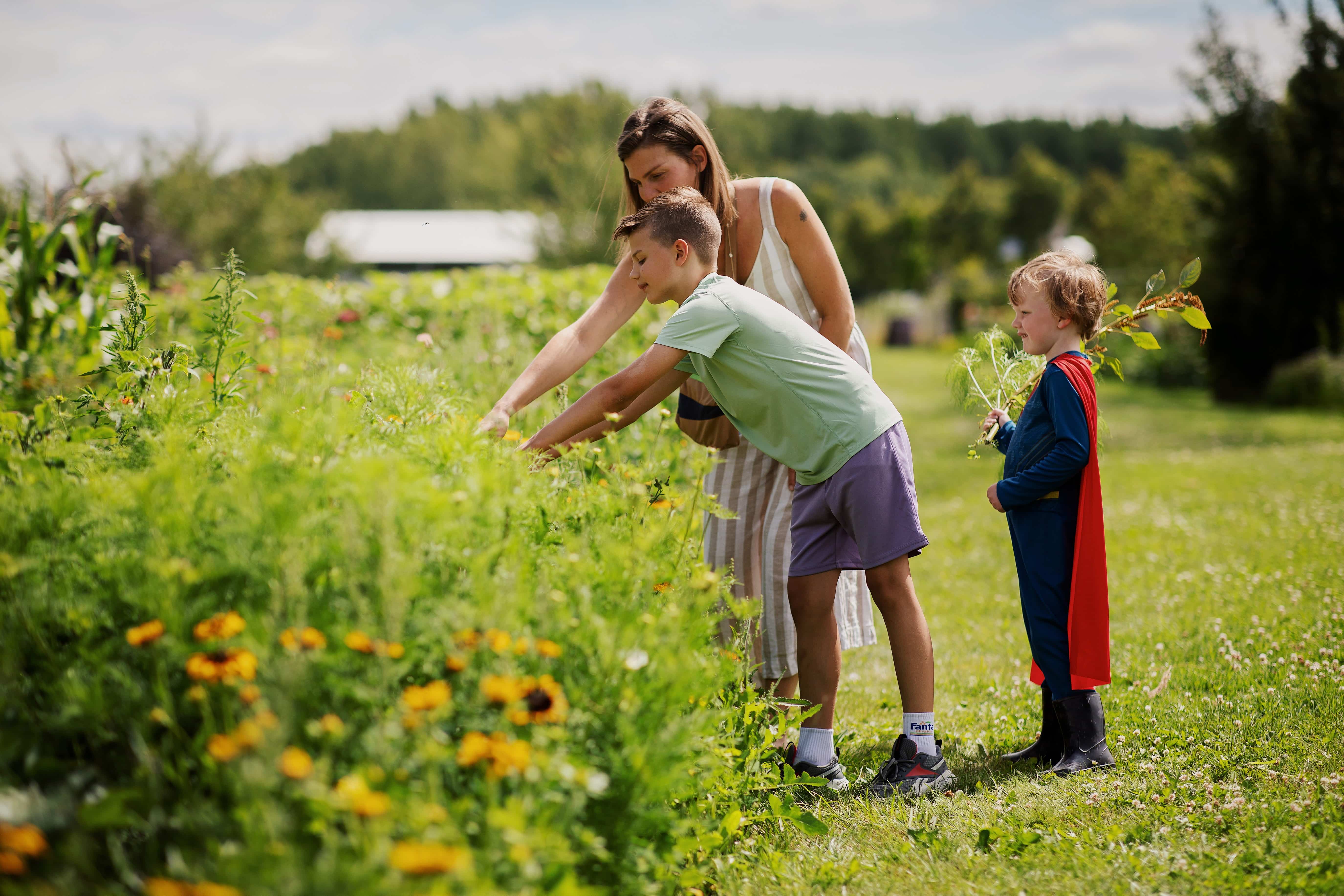 Oogstpark pluktuin Nieuwe Dordtse Biesbosch activiteiten natuur zomer Dordrecht (2)