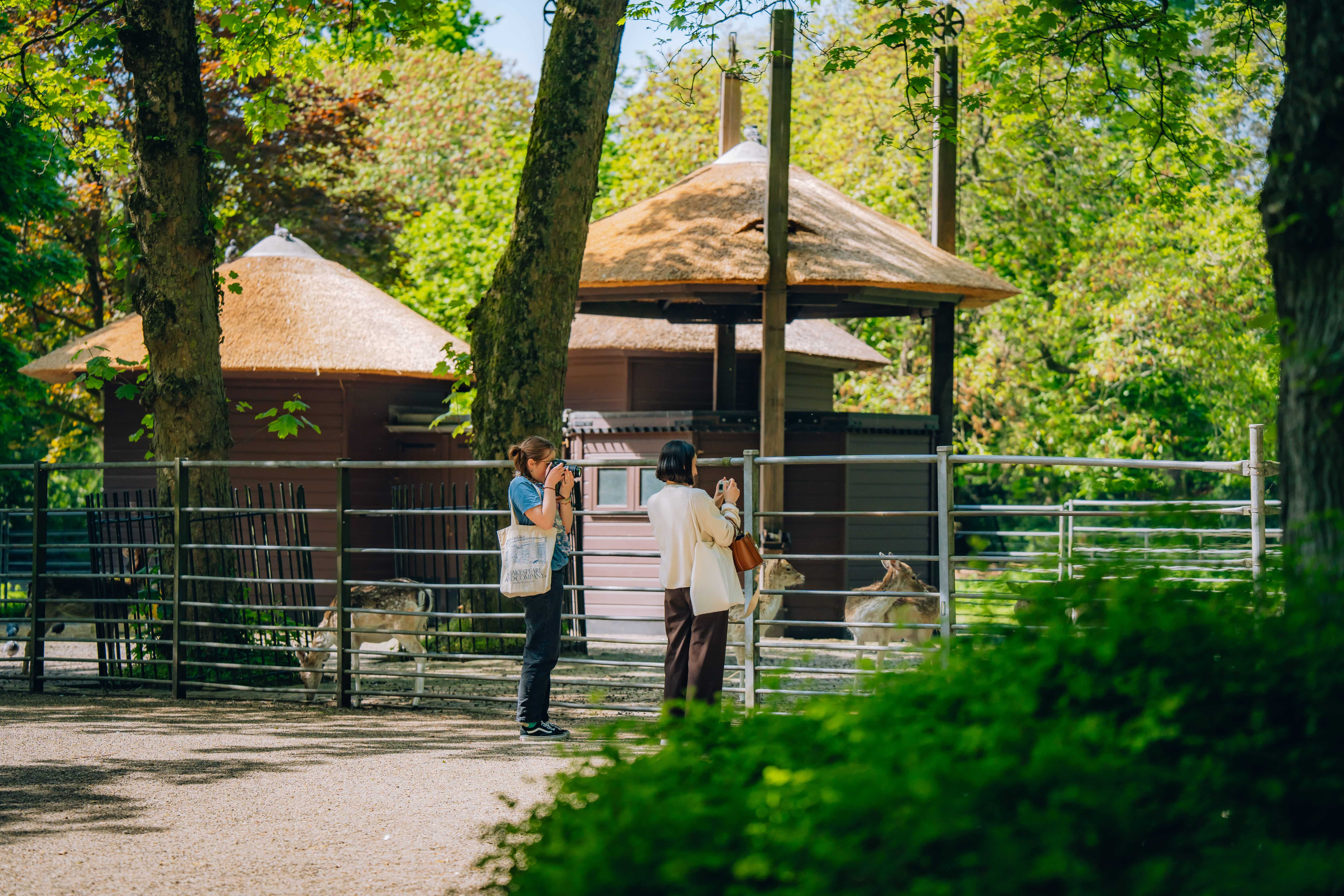 Park Merwestein fotografie foto natuur herten Dordrecht lente zomer