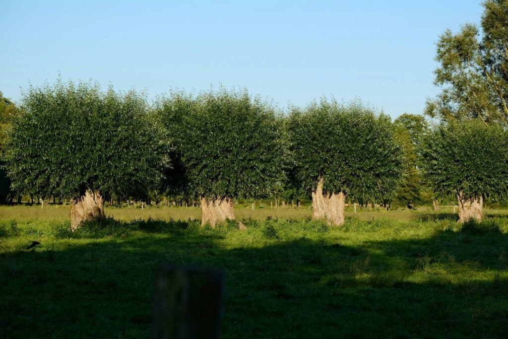 Afbeelding Wilgen knotten door vrijwilligers