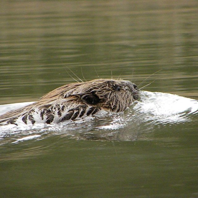 Bever Biesbosch
