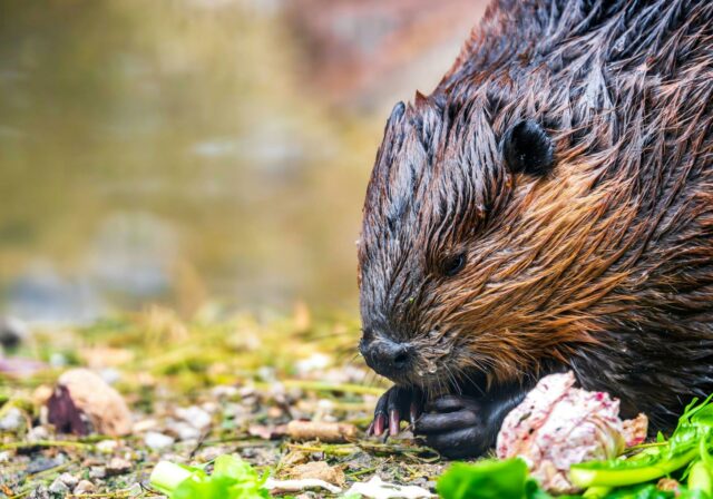 Fluisterend op zoek naar bevers