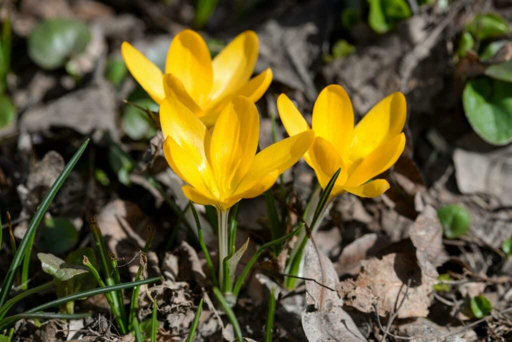 Afbeelding Stinzenplanten, of toch niet?