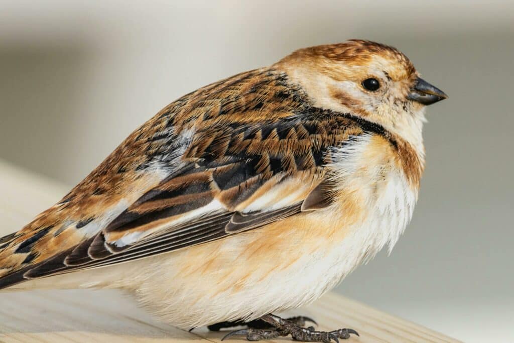 Afbeelding Gezinsexcursie - Wintervogels in de Biesbosch