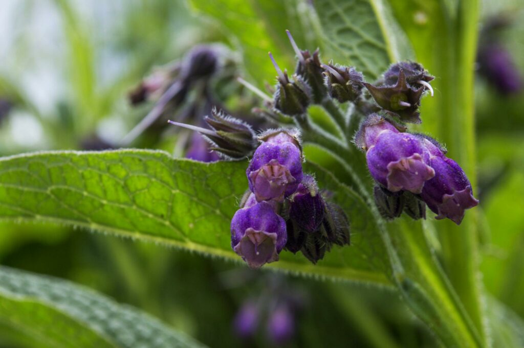 Afbeelding IVN Publieksexcursie Tongplaat