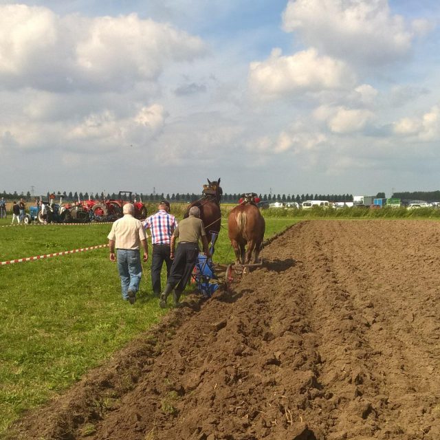 De Griendheuvel Dordrecht Theetuin